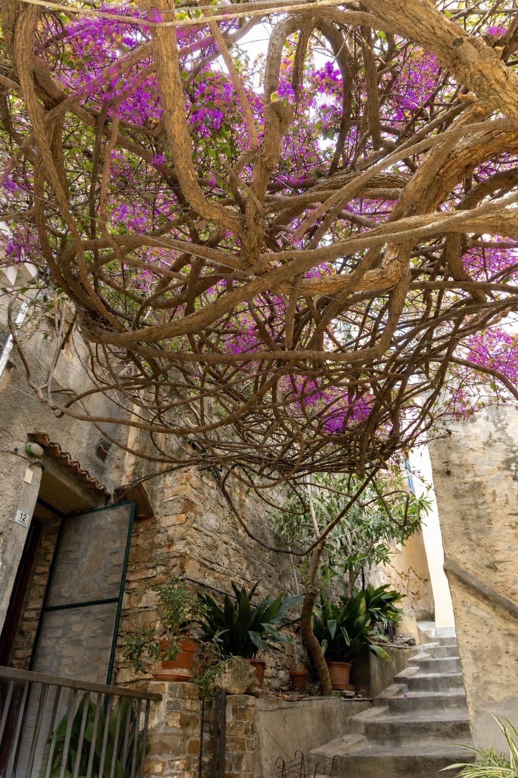 La bougainvillea e la pietra nella corte della Casa della Bougainvillea